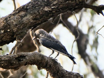 ウスズミモリツバメ Mildura, VIC, Australia 2022年1月2日(日)