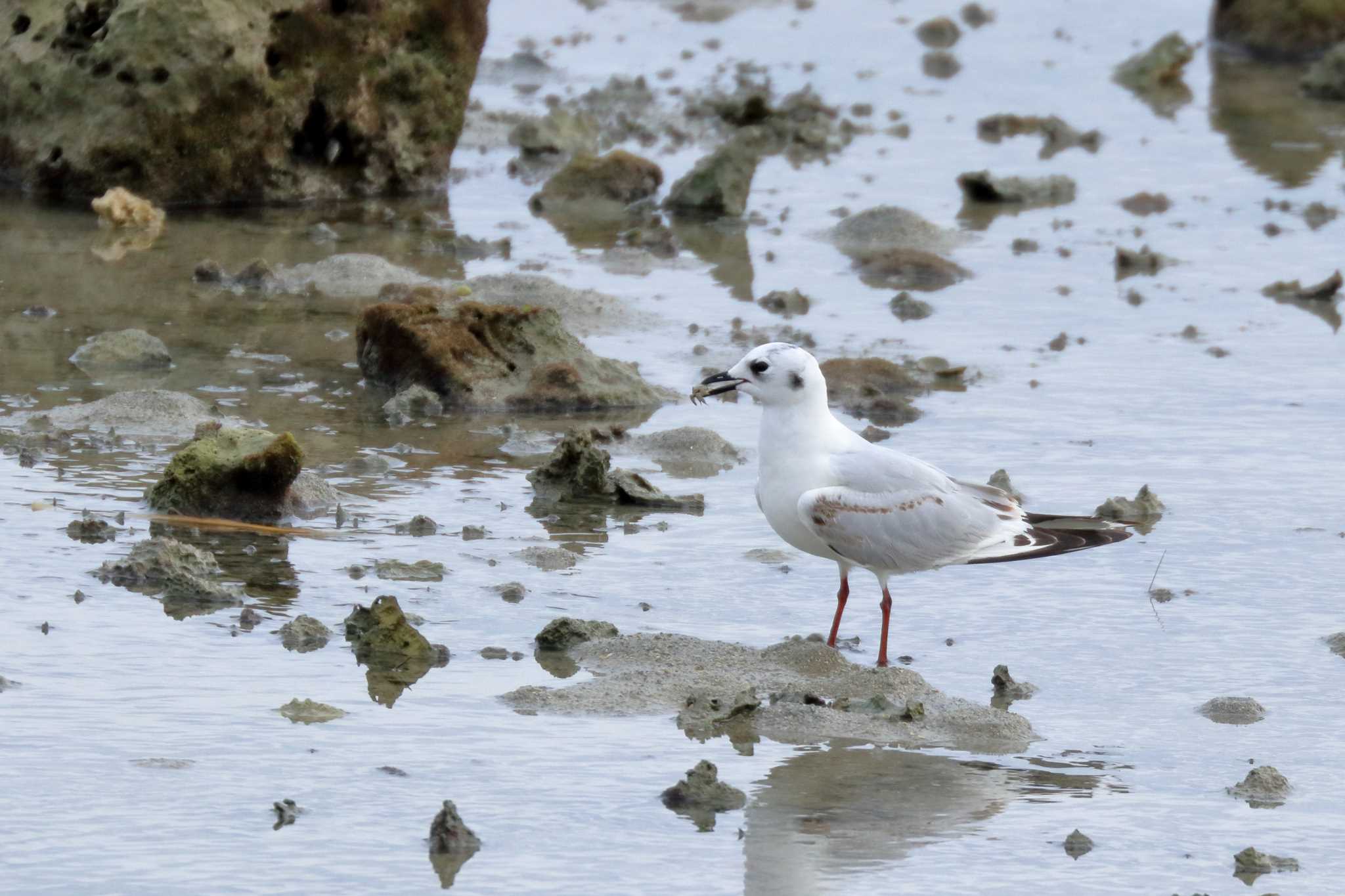 Photo of Saunders's Gull at 泡瀬干潟 by Zakky