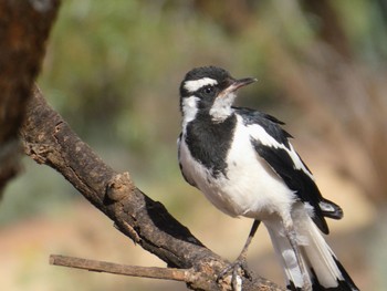 Magpie-lark Mungo National Park, NSW, Australia Sat, 1/1/2022