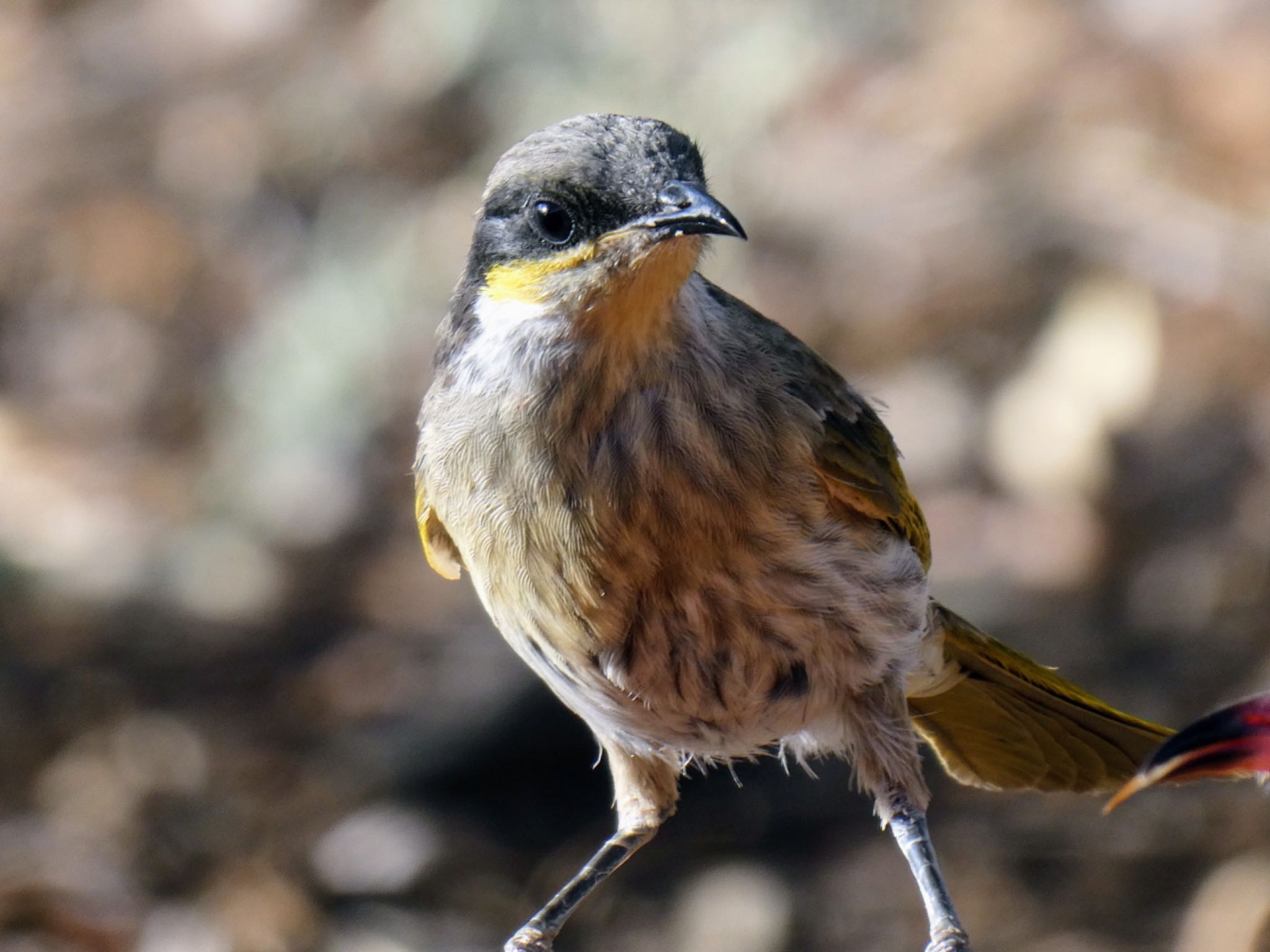 Photo of Singing Honeyeater at Mungo National Park, NSW, Australia by Maki