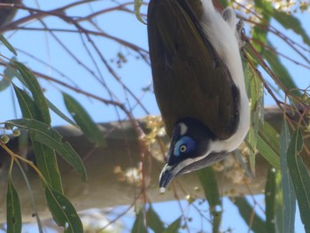 Blue-faced Honeyeater Wentworth, NSW, Australia Sat, 1/1/2022