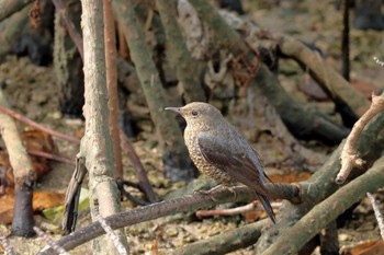 Blue Rock Thrush 具志干潟 Sat, 11/18/2017