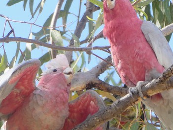 モモイロインコ Wentworth, NSW, Australia 2022年1月1日(土)