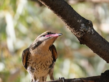 Spiny-cheeked Honeyeater