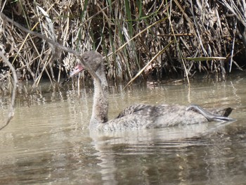 Black Swan Wentworth, NSW, Australia Sat, 1/1/2022