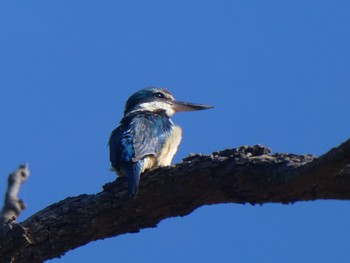 Sacred Kingfisher Terrey Hills, NSW, Australia Thu, 1/27/2022