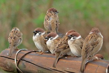 Eurasian Tree Sparrow 沖縄県豊見城市 Fri, 11/17/2017