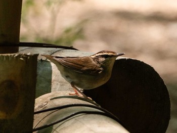 2022年5月3日(火) 多摩森林科学園の野鳥観察記録