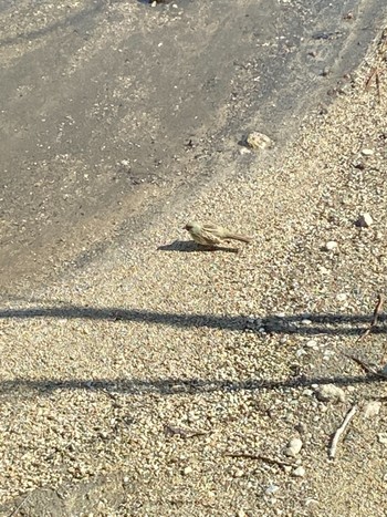 Masked Bunting ポロト湖(ポロトの森) Tue, 5/3/2022