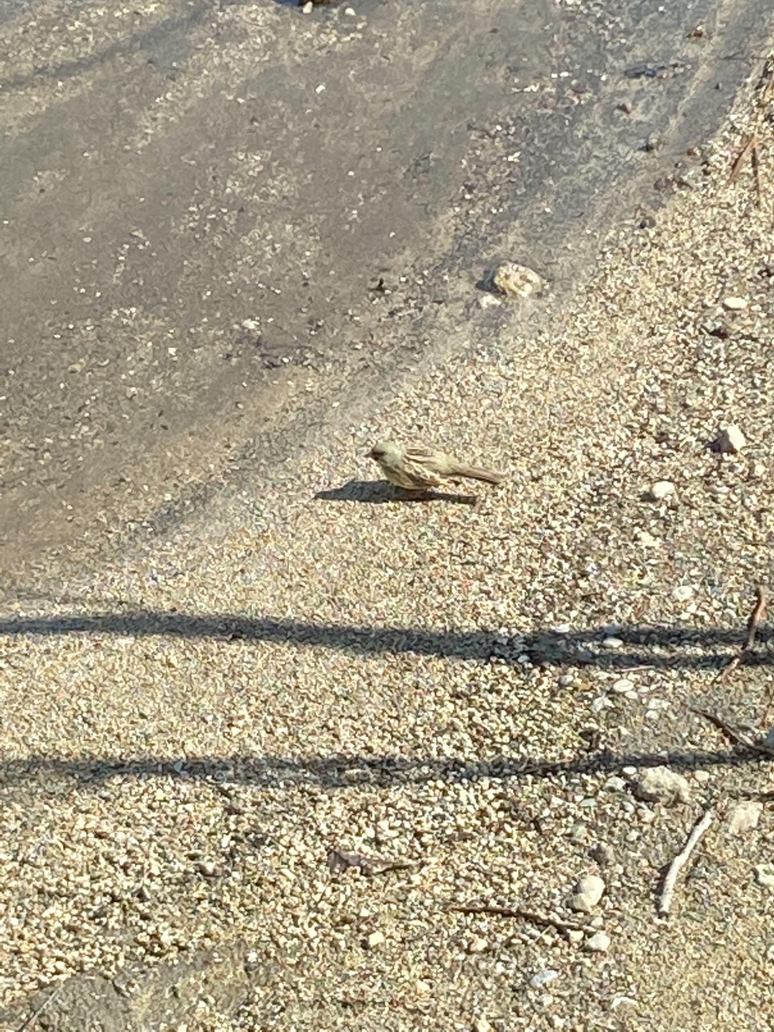 Photo of Masked Bunting at ポロト湖(ポロトの森) by しゅしゅしゅ