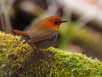 2022年5月2日(月) 大蔵高丸の野鳥観察記録