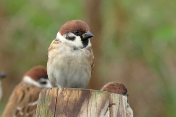 Eurasian Tree Sparrow 沖縄県豊見城市 Fri, 11/17/2017