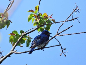 Blue-and-white Flycatcher 静岡県立森林公園 Wed, 5/4/2022