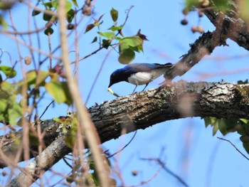 Blue-and-white Flycatcher 静岡県立森林公園 Wed, 5/4/2022