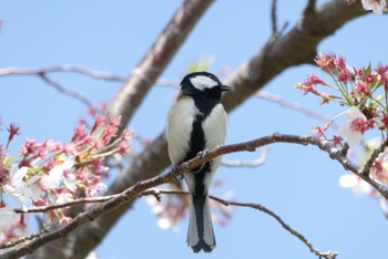 シジュウカラ 北柏ふるさと公園 2022年4月10日(日)