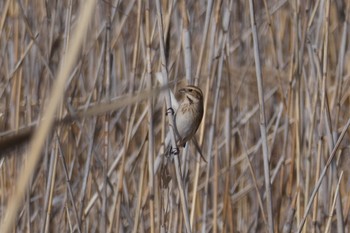 Common Reed Bunting 柏ふるさと公園 Thu, 3/3/2022