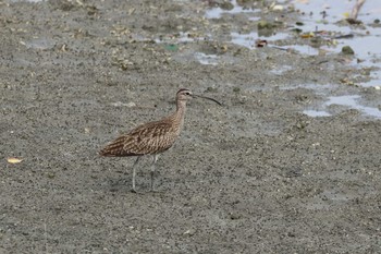 Eurasian Whimbrel 具志干潟 Sat, 11/11/2017