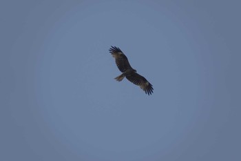 Black Kite 倉敷市藤戸町 Wed, 5/4/2022