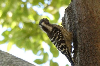 コゲラ 北柏ふるさと公園 2021年11月24日(水)