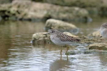 Wood Sandpiper 米須海岸 Mon, 11/13/2017