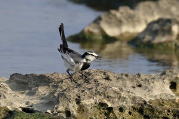 White Wagtail 米須海岸 Thu, 11/9/2017