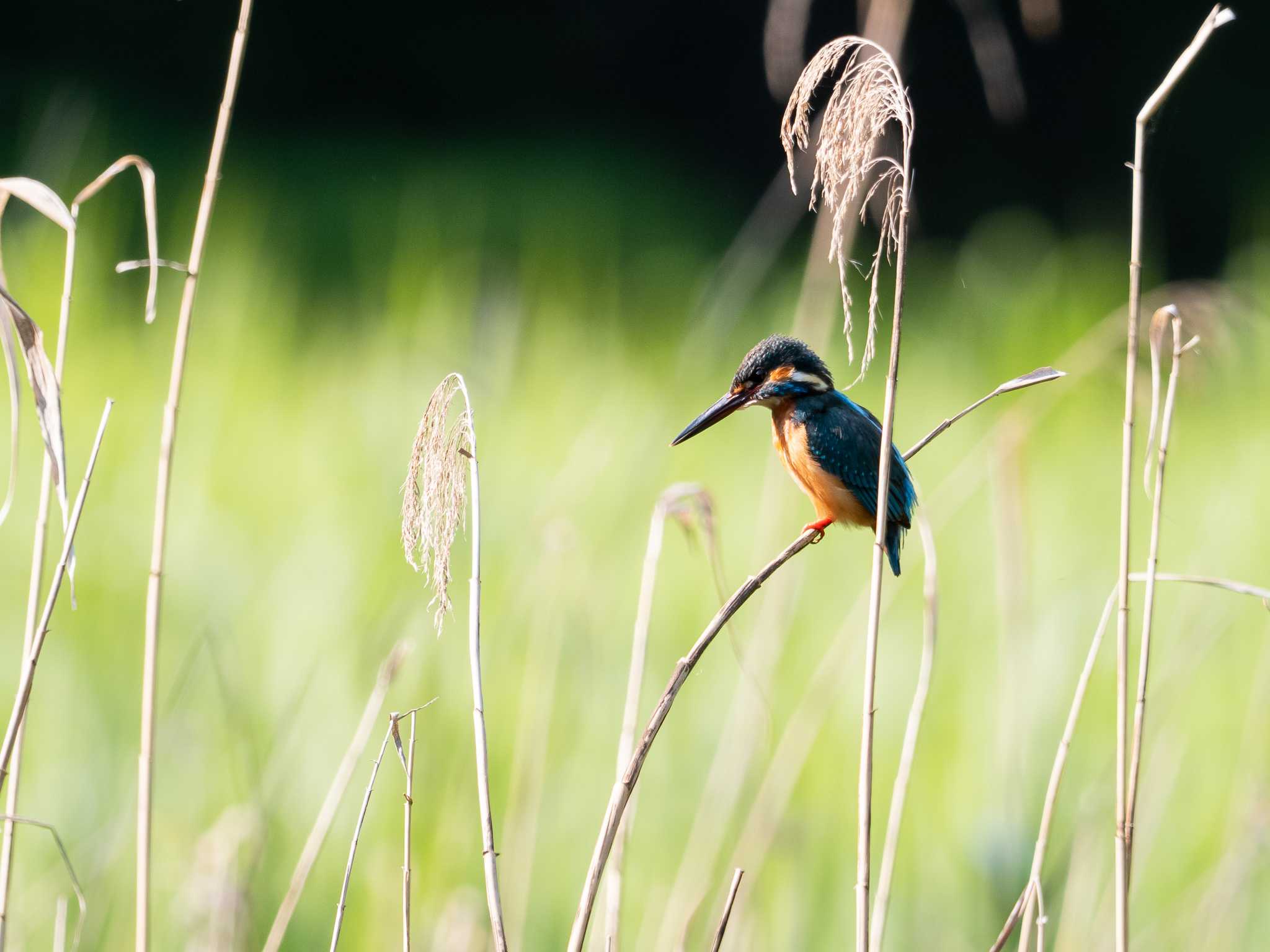 Untitled Photo by Seiji Hashimoto