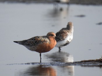 Red Knot Sambanze Tideland Sat, 4/23/2022