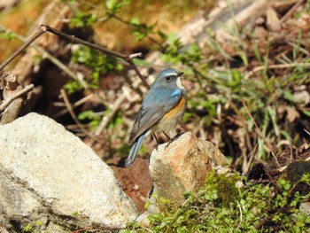 Red-flanked Bluetail 長野県 Tue, 5/3/2022