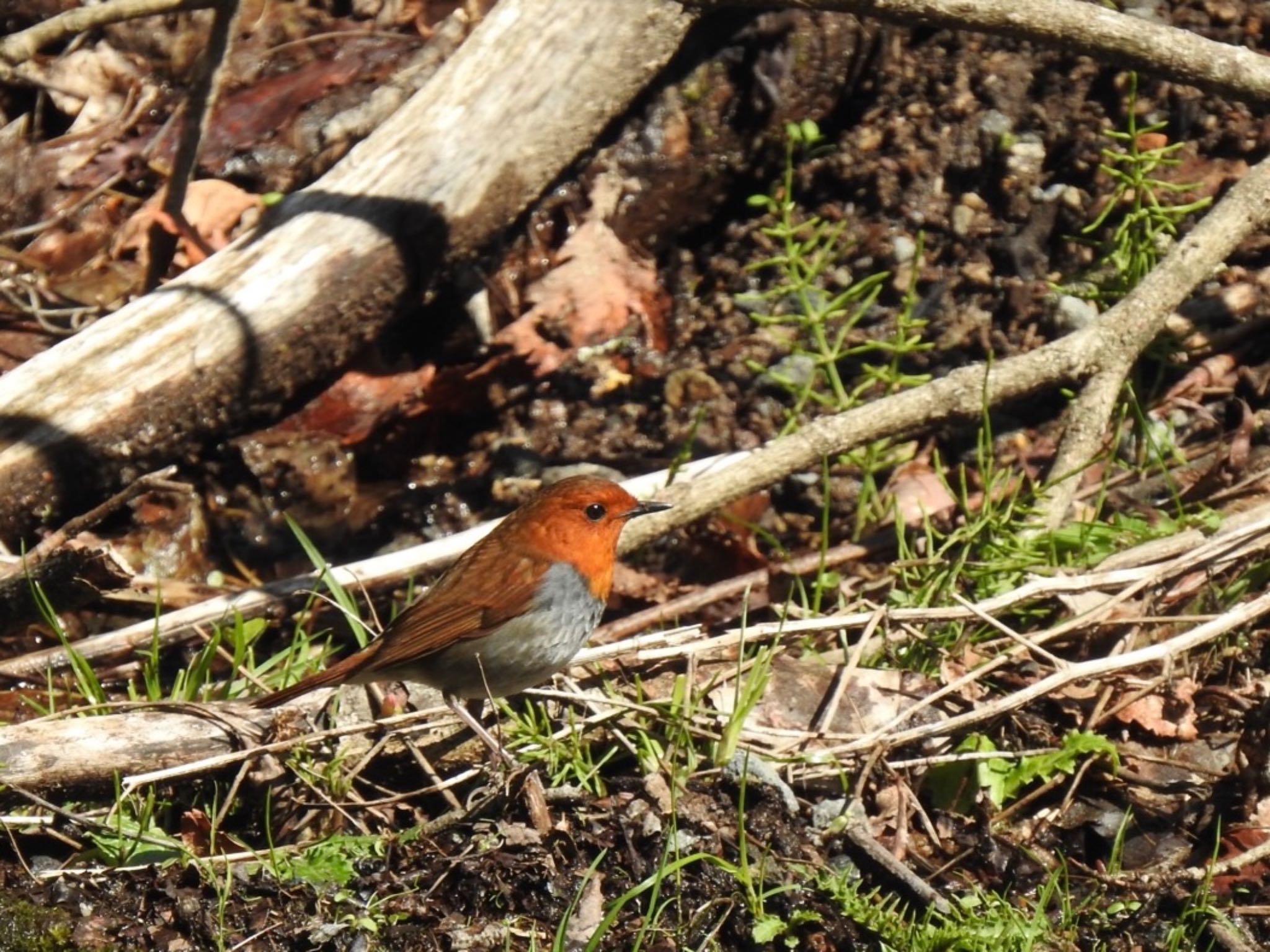 Photo of Japanese Robin at 長野県 by da