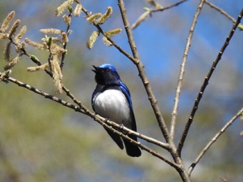 Blue-and-white Flycatcher 長野県 Tue, 5/3/2022