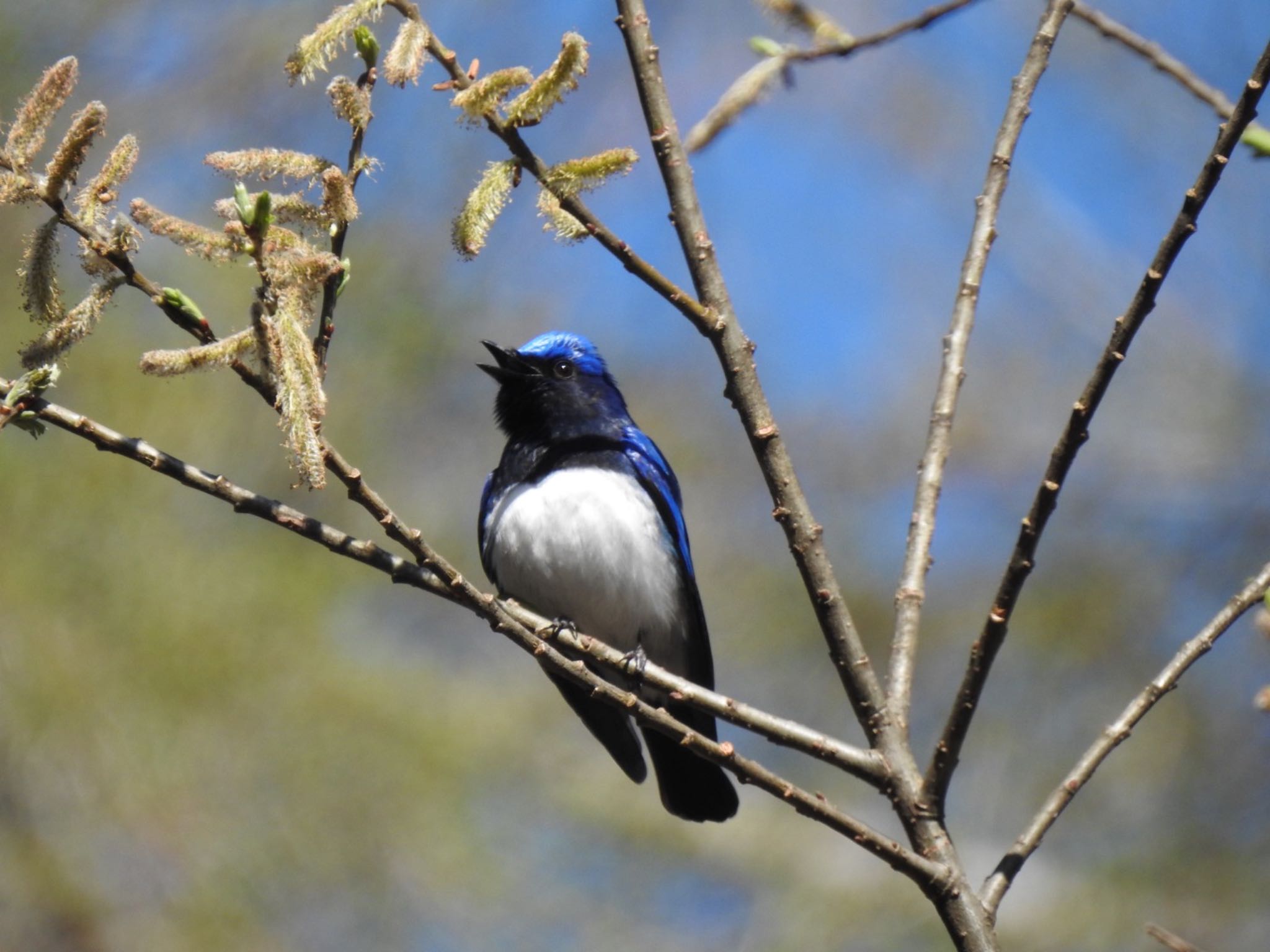 Photo of Blue-and-white Flycatcher at 長野県 by da