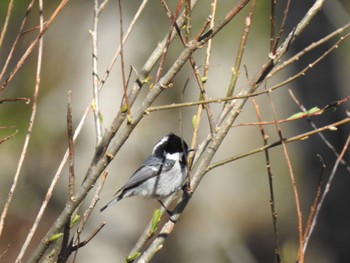 Coal Tit 長野県 Tue, 5/3/2022