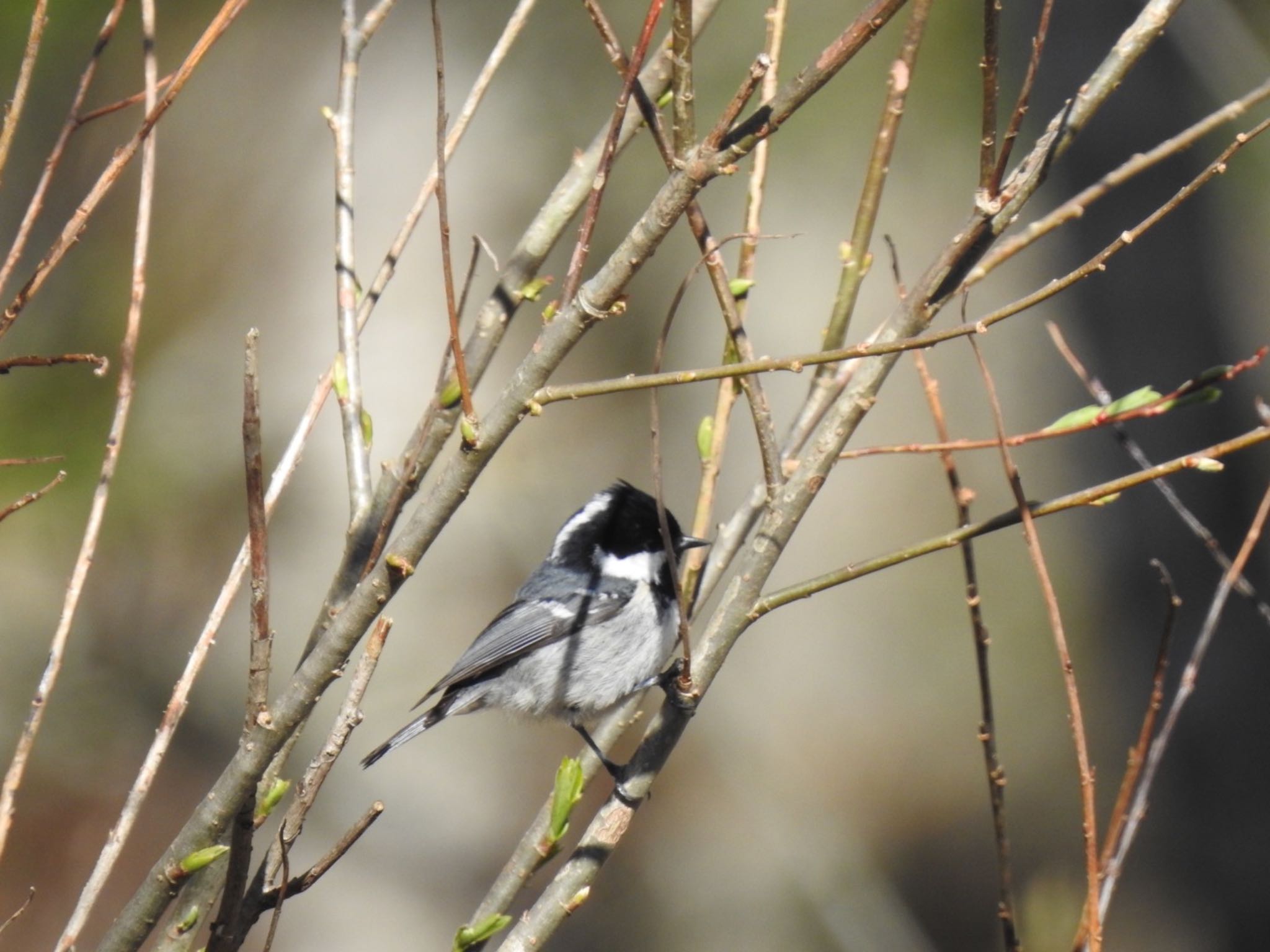 Photo of Coal Tit at 長野県 by da