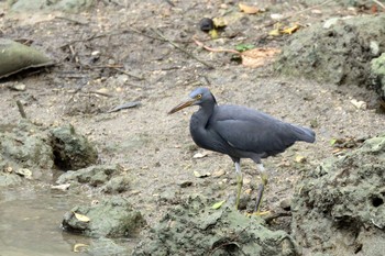 Pacific Reef Heron 瀬長水道 Sat, 11/11/2017