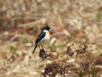 Amur Stonechat 長野県 Tue, 5/3/2022