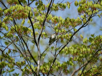 Eastern Crowned Warbler 塩嶺御野立公園 Wed, 5/4/2022