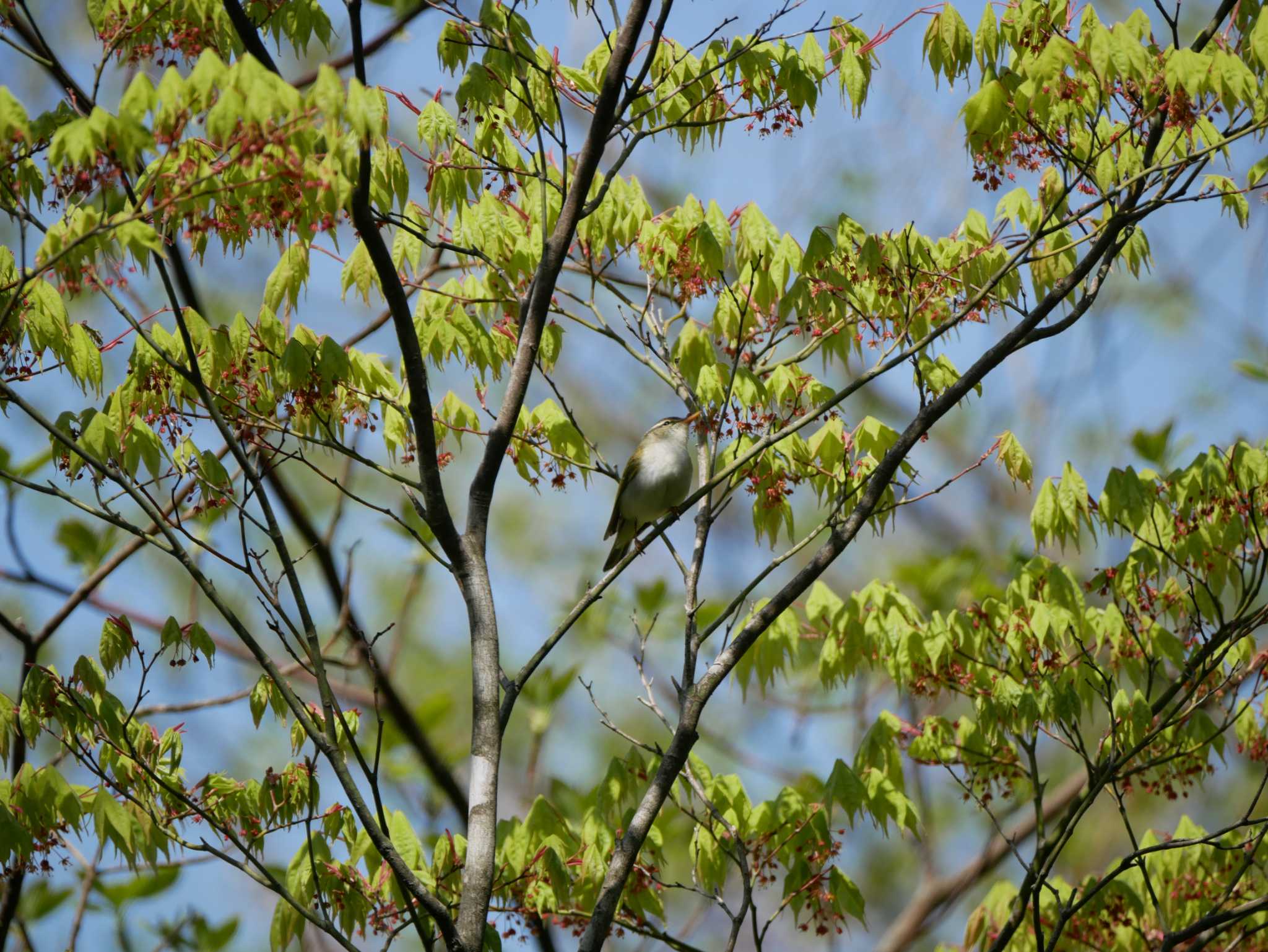 塩嶺御野立公園 センダイムシクイの写真 by 益子オオマシコ