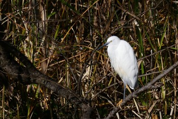 Little Egret 柏ふるさと公園 Fri, 11/5/2021