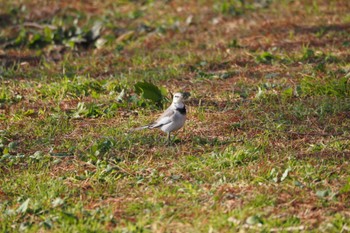 White Wagtail 北柏ふるさと公園 Thu, 12/16/2021