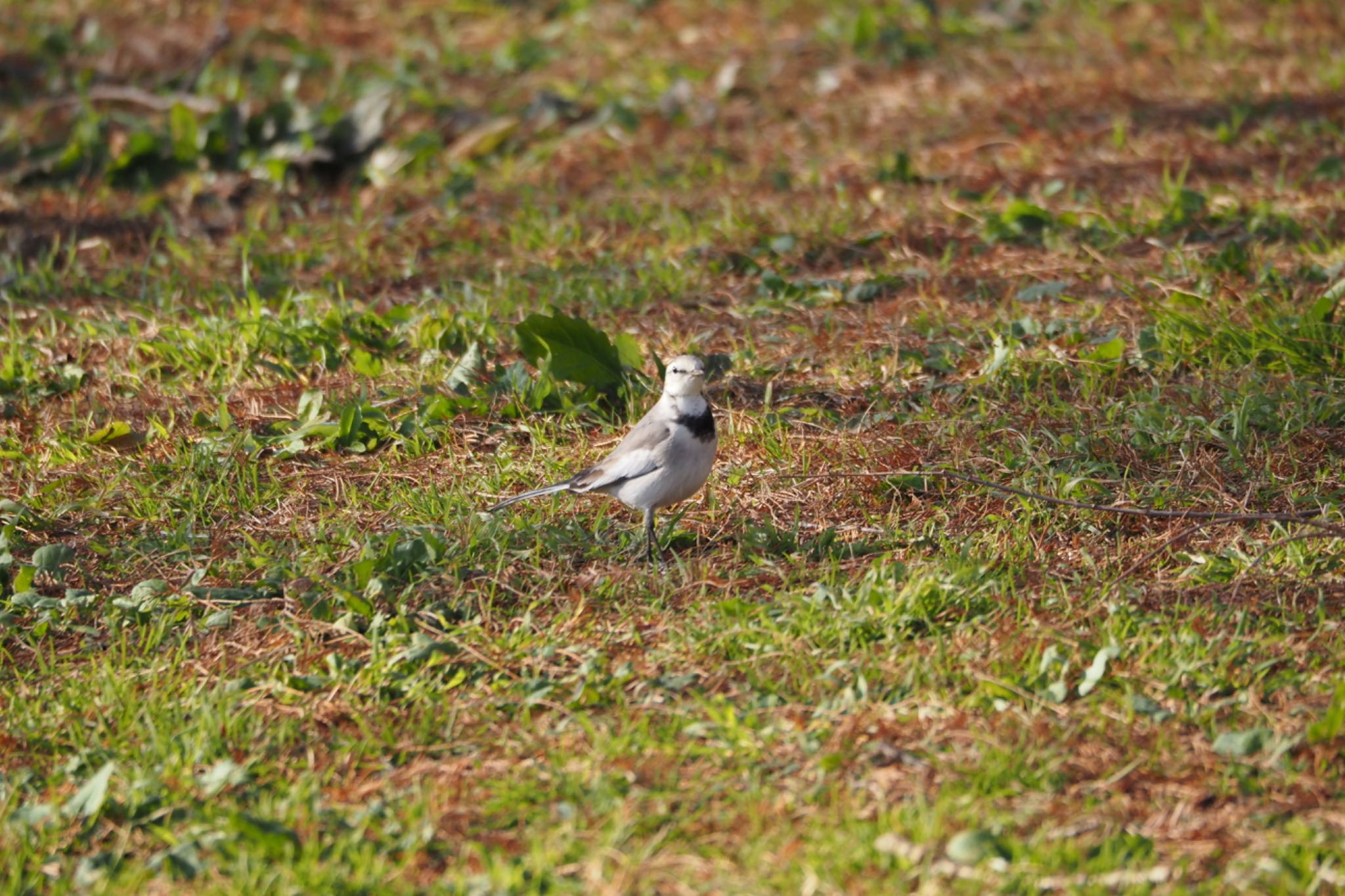 Photo of White Wagtail at 北柏ふるさと公園 by ゆきたま