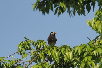 White-cheeked Starling 北柏ふるさと公園 Thu, 4/28/2022