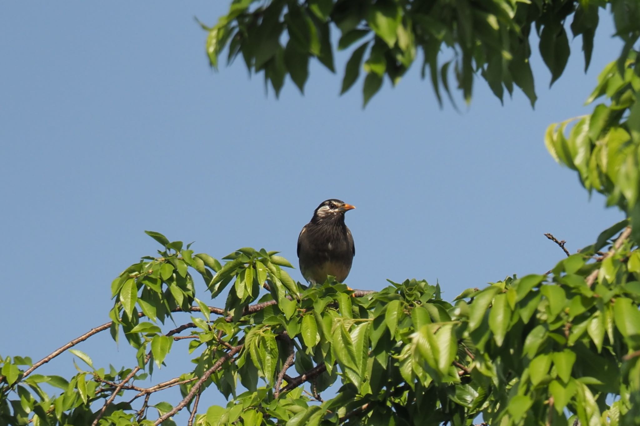 Photo of White-cheeked Starling at 北柏ふるさと公園 by ゆきたま