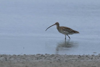 Eurasian Curlew 具志干潟 Mon, 11/13/2017