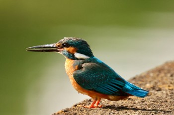 Common Kingfisher 川崎 Tue, 5/3/2022