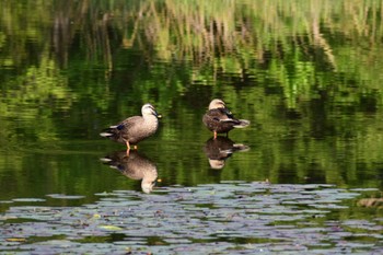 カルガモ 見沼自然公園 2022年5月4日(水)