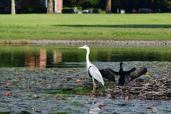 アオサギ 見沼自然公園 2022年5月4日(水)