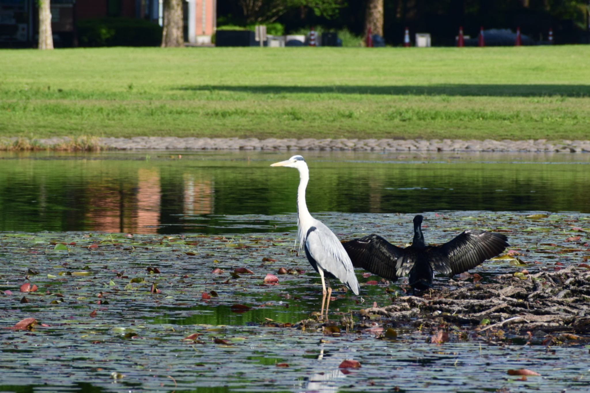 見沼自然公園 アオサギの写真 by masa