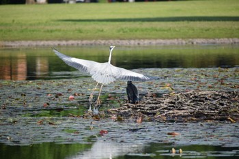 アオサギ 見沼自然公園 2022年5月4日(水)