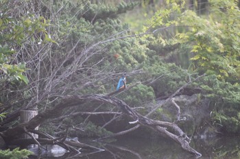 カワセミ 見沼自然公園 2022年5月4日(水)