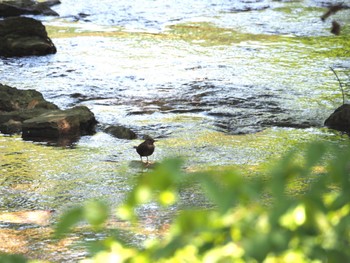 カワガラス 有田川町 2022年5月3日(火)